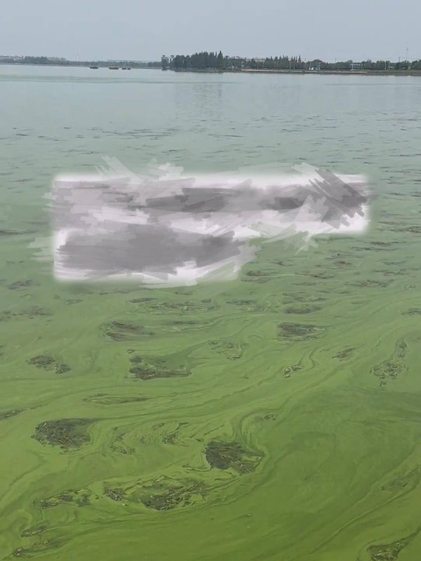 金橘策略 网友称淀山湖现大量蓝藻且有腥臭味，沪苏两地官方：持续高温导致，正处置，暂未发现私排污水